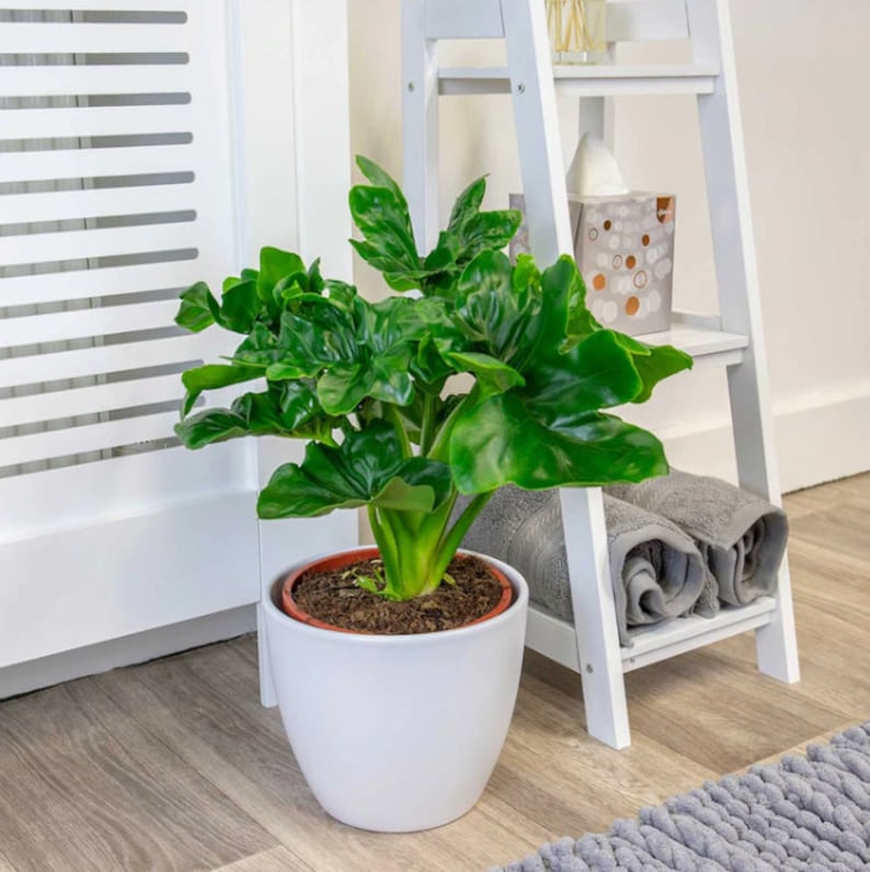 May include: A vibrant green plant with large, glossy leaves in a white ceramic pot. The plant sits on a wooden floor next to a white shelving unit with rolled gray towels. The plant's pot is approximately 6 inches in diameter.