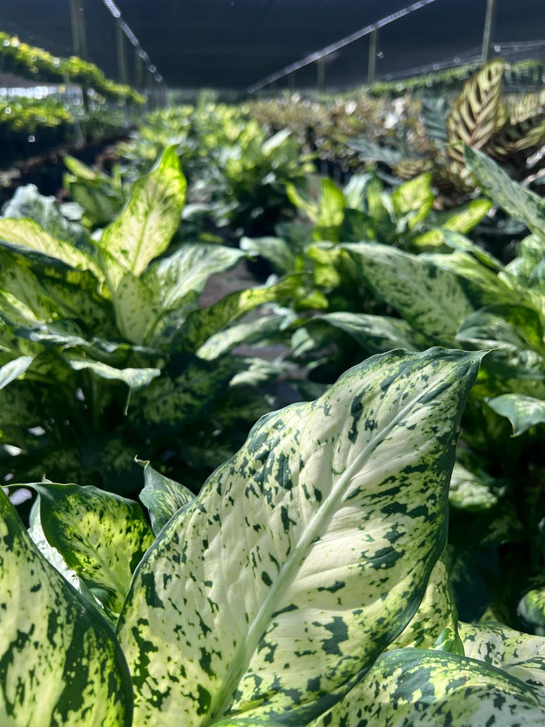 TheOddFrond Dieffenbachia Compacta