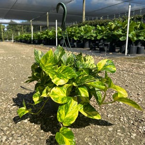 Hawaiian Pothos in 4", 6”, 8" HB | Live Devils Ivy Vine | Well Rooted | Easy Indoor Plant | House Plant | Air Purifying Plant image 16