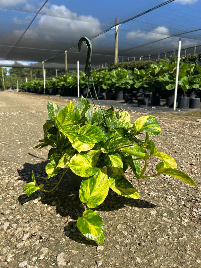 Hawaiian Pothos in 4", 6”, 8" HB | Live Devils Ivy Vine | Well Rooted | Easy Indoor Plant | House Plant | Air Purifying Plant image 16