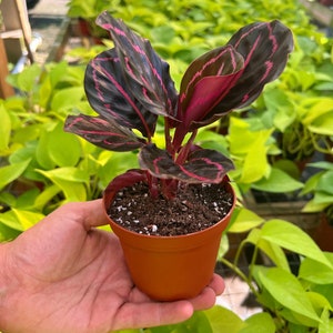 Pu&ograve; includere: Una piccola pianta in vaso con foglie verde scuro e rosa. La pianta &egrave; in un vaso di plastica marrone e viene tenuta in mano da una persona.