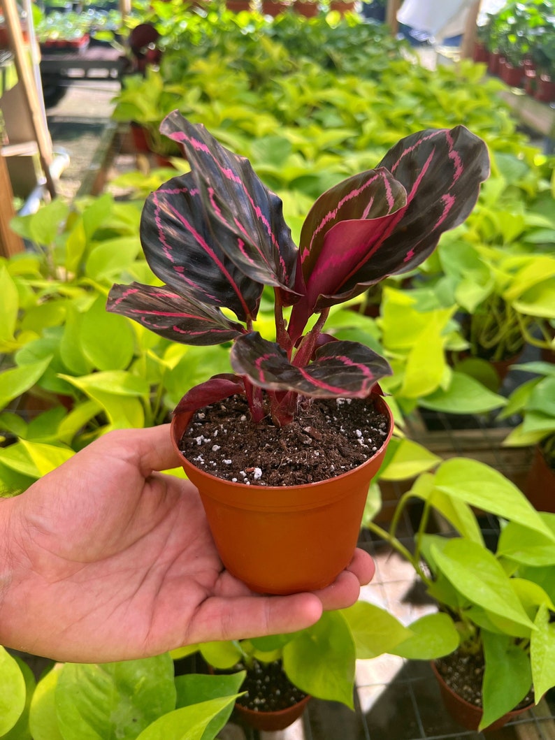 Pu&ograve; includere: Una piccola pianta in vaso con foglie verde scuro e rosa. La pianta &egrave; in un vaso di plastica marrone e viene tenuta in mano da una persona.