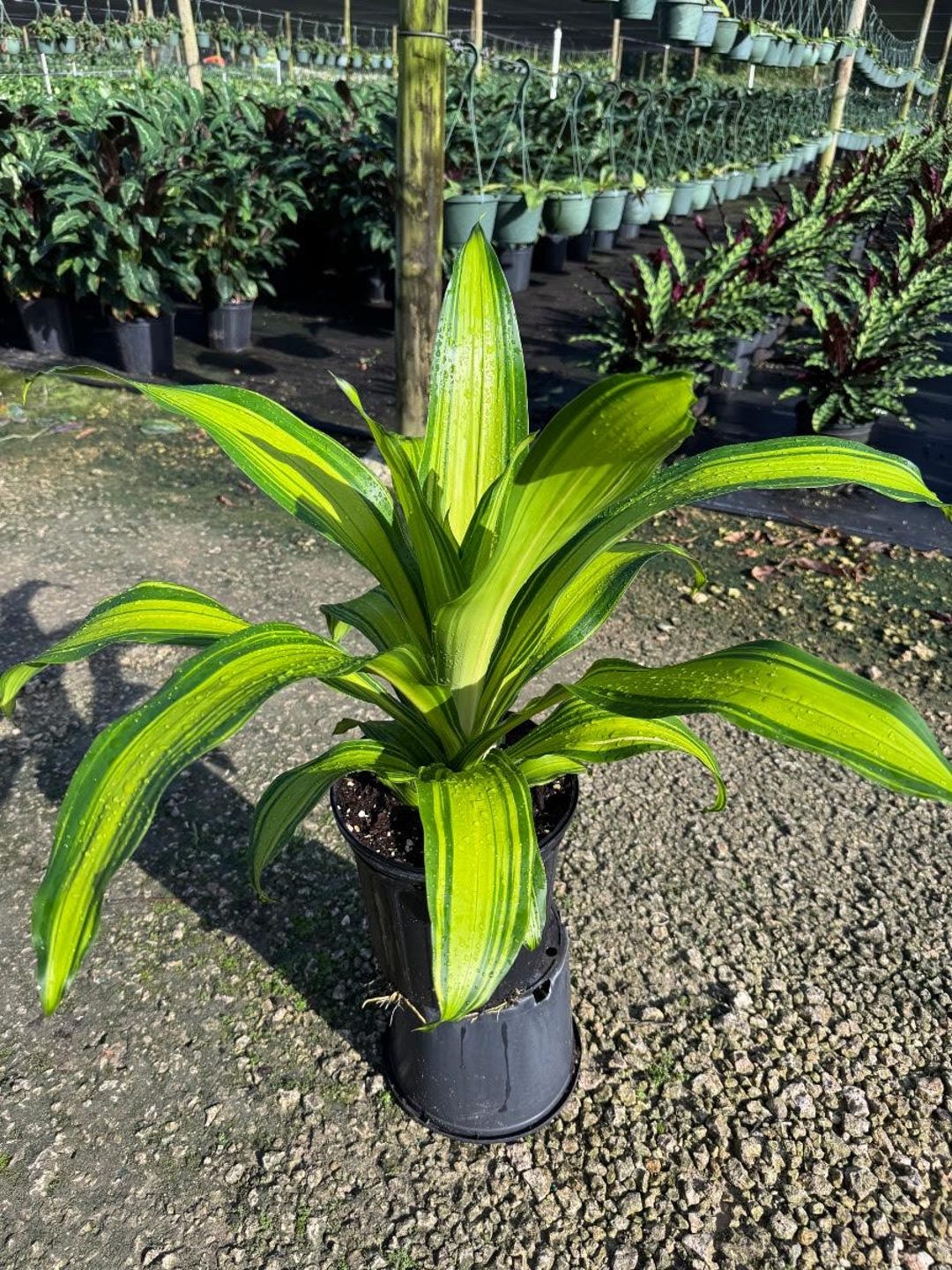 dracaena for sale Dracaena fragrans | Lisa