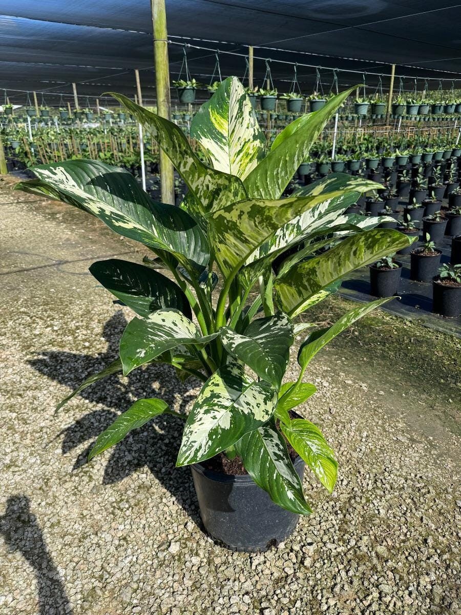 hanging pot plant Yard Butler Free Standing Hanging Plant Stand