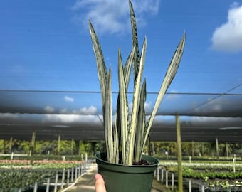 Bantel's Sensation Sansevieria | Silver SNAKE PLANT | LIVE Houseplant | Mother-In-Law’s Tongue | Easy Care Plant Rooted in 6" Pot