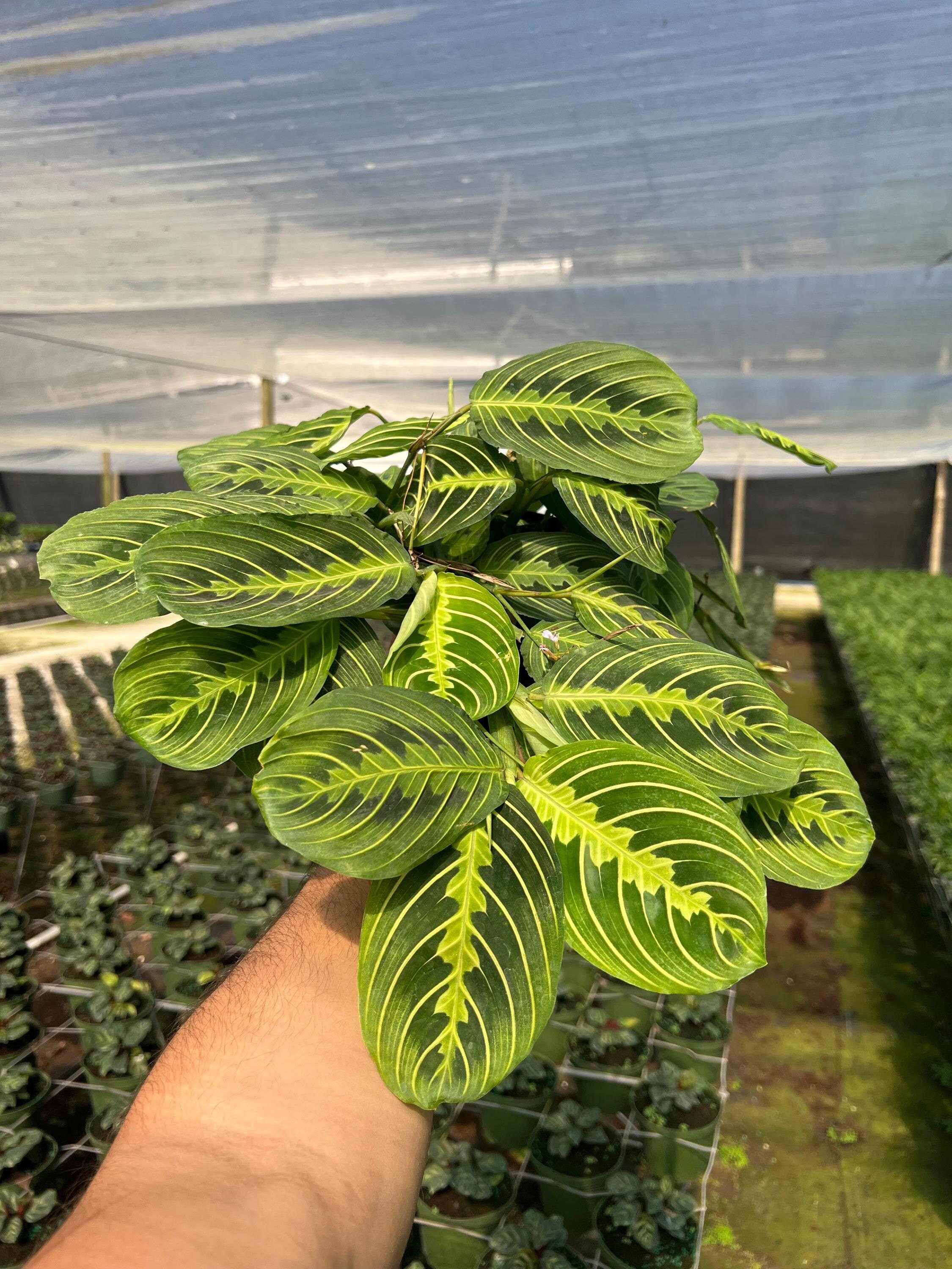 Maranta Leuconeura Lemon Lime | Prayer Plant