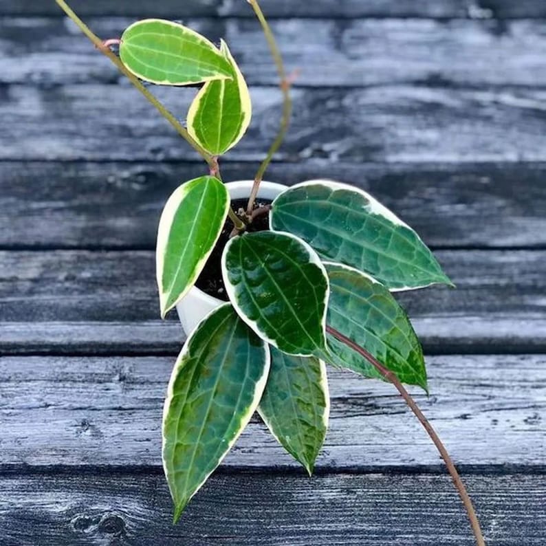 May include: A houseplant with variegated leaves in a white pot. The leaves are green with white edges and have a glossy finish.