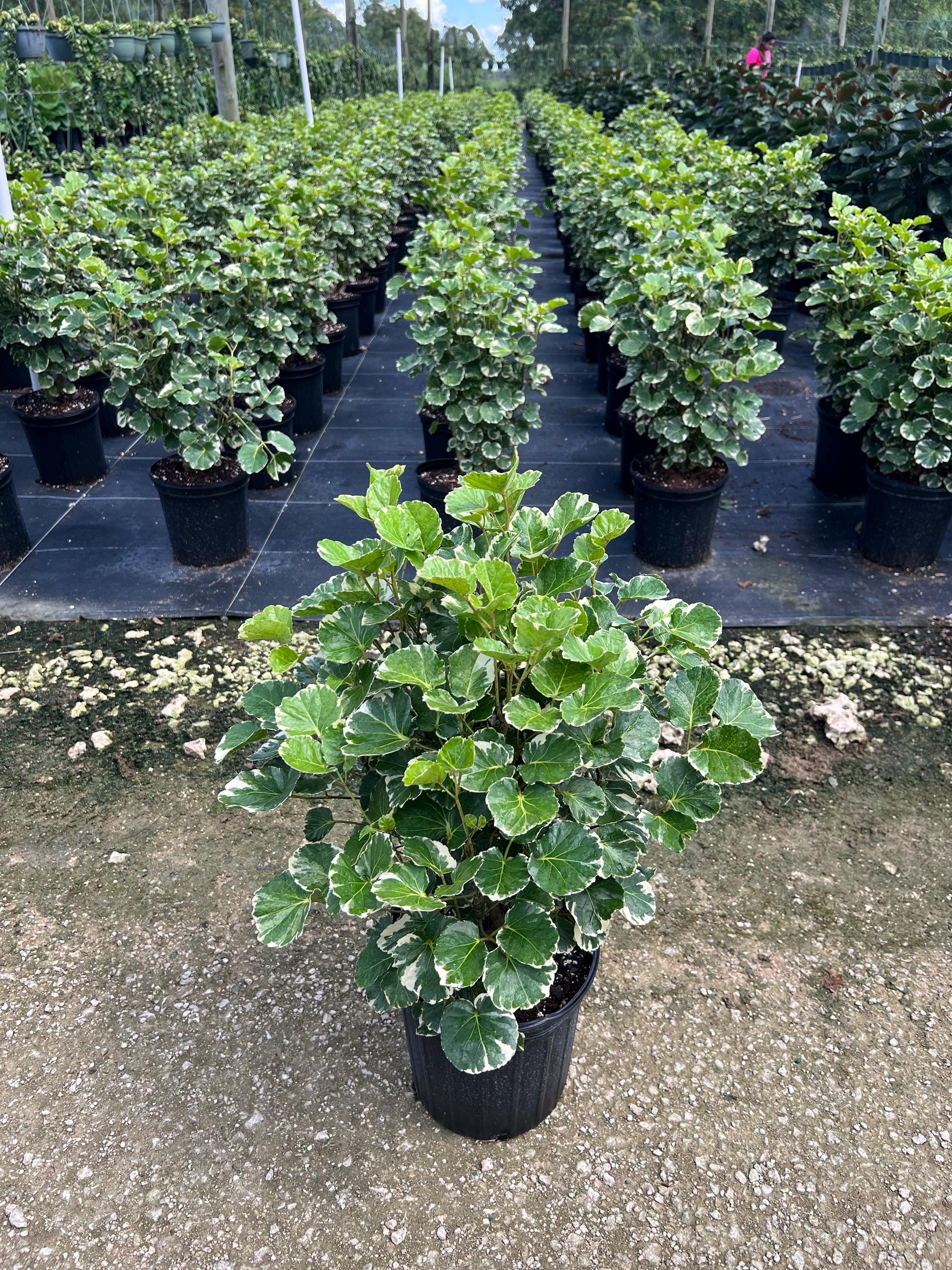 Aralia Balfour Variegated Bonsai Tree | Live Indoor & Outdoor