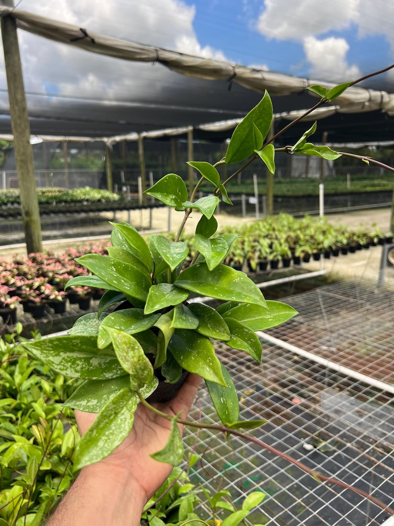 TheOddFrond Hoya Pubicalyx - Thumbnail 2