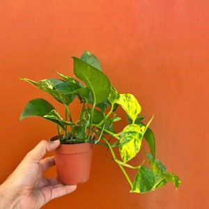 May include: A small potted plant with green and yellow variegated leaves. The plant is in a brown plastic pot and is being held by a hand against a bright orange background.