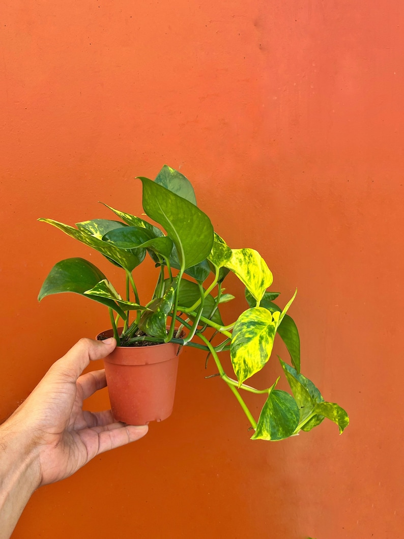 May include: A small potted plant with green and yellow variegated leaves. The plant is in a brown plastic pot and is being held by a hand against a bright orange background.