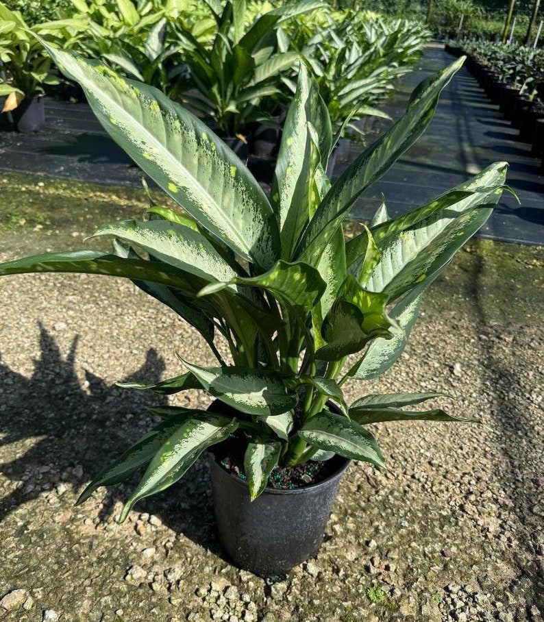 TheOddFrond Dieffenbachia Panther - Thumbnail 5