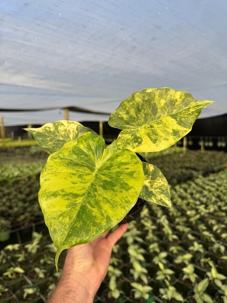 Variegated Alocasia Macrorrhiza Aurea | Rare Golden Elephant Ear