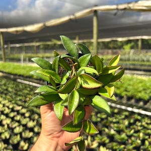 May include: A potted Hoya plant with vibrant green leaves and reddish edges. The plant is held in a black pot, with a background of other plants and a partially visible shade structure under a blue sky.