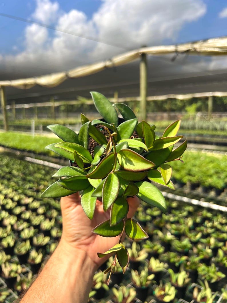 May include: A potted Hoya plant with vibrant green leaves and reddish edges. The plant is held in a black pot, with a background of other plants and a partially visible shade structure under a blue sky.