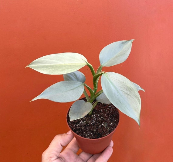 Silver Sword Philodendron | Air Roots W/ Multiple Nodes| Indoor & Outdoor  Live Tropical Plant | Easy Care Houseplant Rooted in 4" or 6" Pot - Etsy