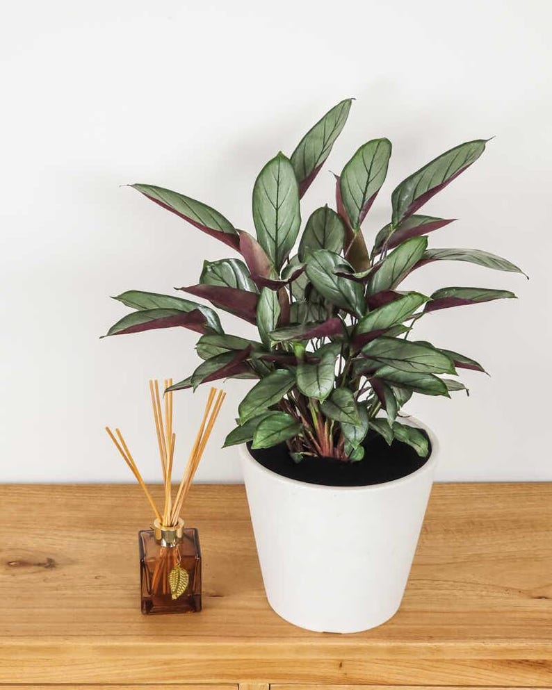 TheOddFrond Calathea Setosa Prayer Plant