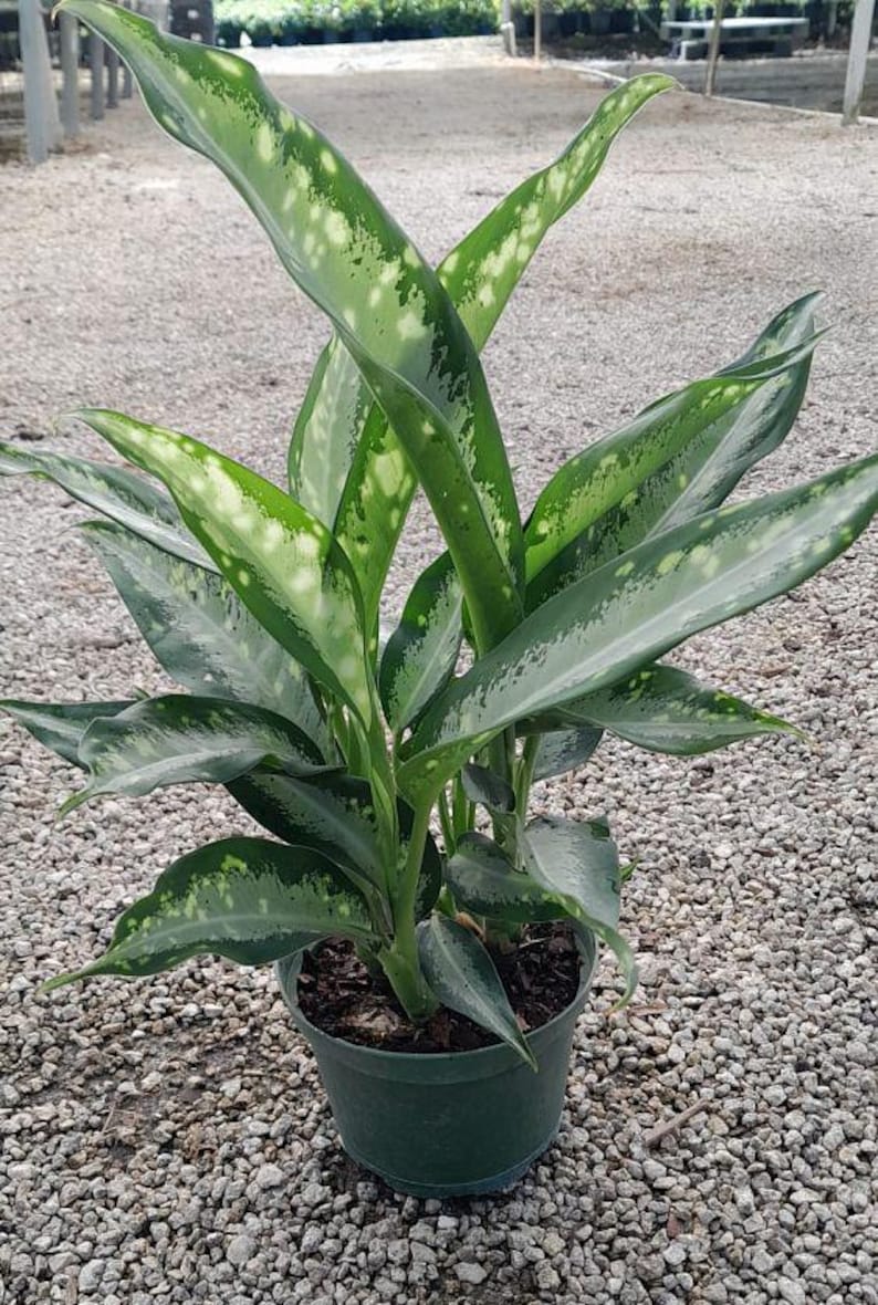 TheOddFrond Dieffenbachia Panther - Thumbnail 3