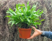 Kangaroo Paw Fern 6 quot Pot Wart Fern Indoor Outdoor Live House plant Rooted Easy Care Starter Plant
