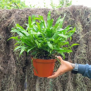 Kangaroo Paw Fern 6" Pot | Wart Fern | Indoor & Outdoor Live House plant | Rooted Easy Care Starter Plant