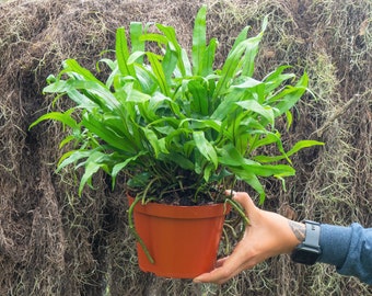 Kangaroo Paw Fern 6" Pot | Wart Fern | Indoor & Outdoor Live House plant | Rooted Easy Care Starter Plant