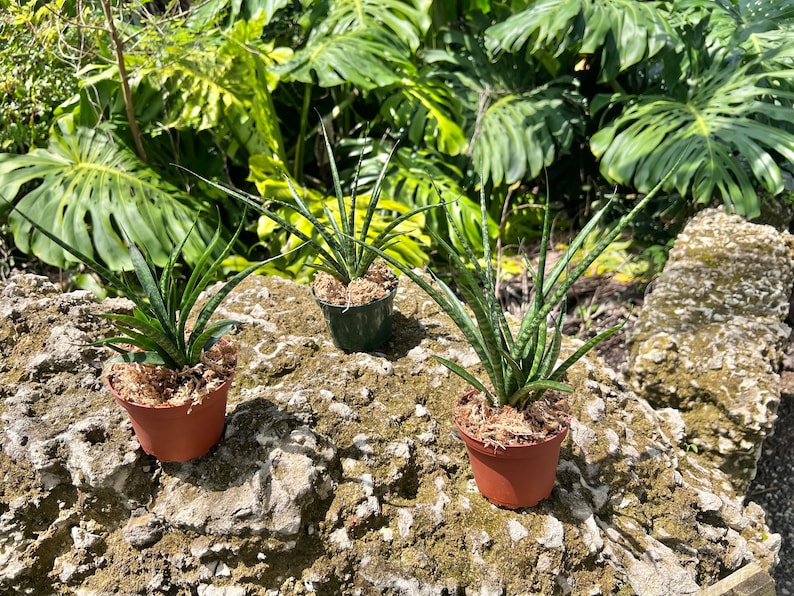 TheOddFrond Fernwood Mikado Snake Plant - Thumbnail 2