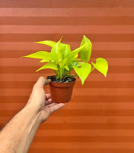 Neon Pothos | Devils Ivy | Live Indoor Vine Plant | Starter Plant | Easy Care House Plant | Air Purifying Plant | Rooted in 4 or 6 inch Pot