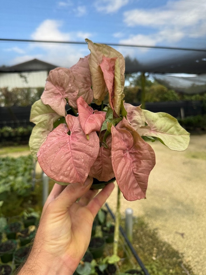 May include: A pink and green Syngonium plant with large, heart-shaped leaves. The plant is being held in a person's hand.