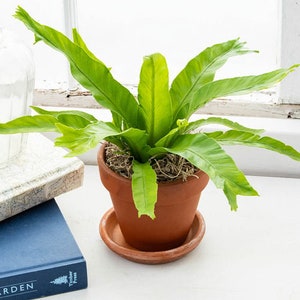 Bird's Nest Fern Asplenium nidus 6 Pot Indoor & Outdoor Live House plant Rooted Easy Care Starter Plant image 8