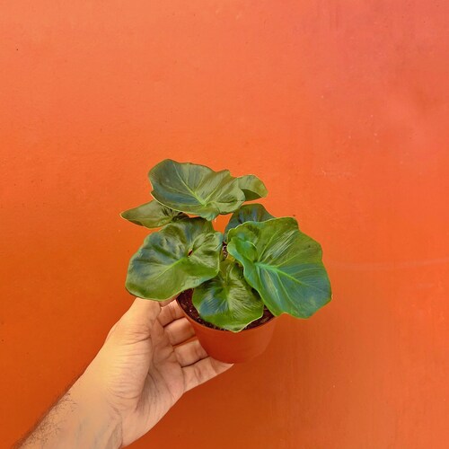 Philodendron Atom in 4 or 6 inch Pot | Indoor & Outdoor Live Tropical House plant | Easy Care Starter Plant