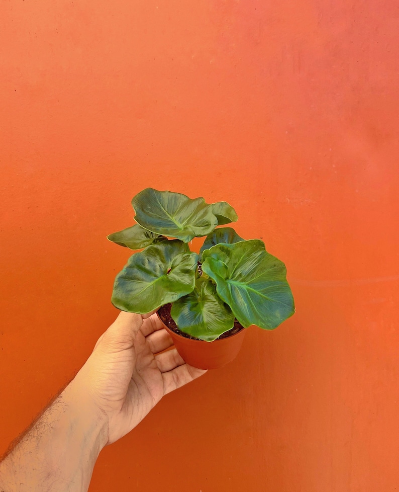 May include: A small potted plant with large, dark green leaves. The plant is in a brown plastic pot and held against a vibrant orange background. The leaves have prominent veins and a slightly glossy texture.