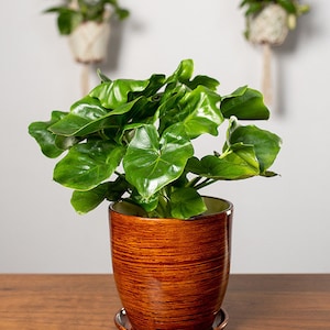 May include: A vibrant green plant with large, glossy leaves sits in a decorative brown ceramic pot with a matching saucer. The pot has a textured, wood-like appearance. Two hanging plants are visible in the background, adding to the natural theme.