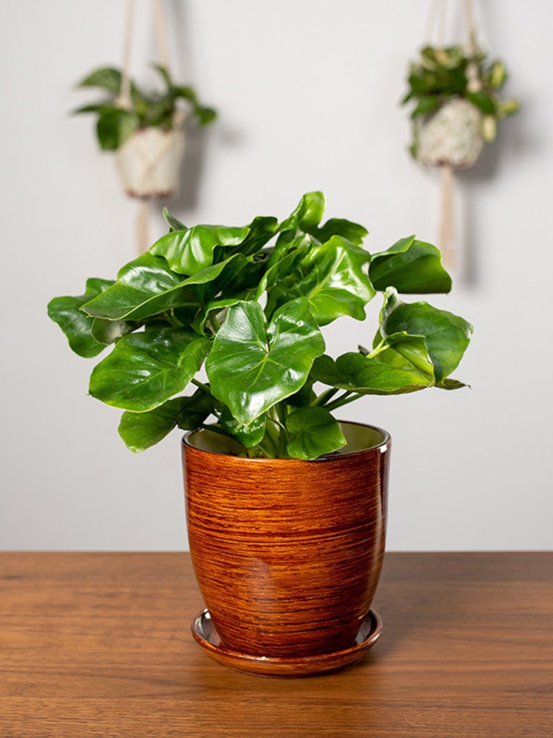 May include: A vibrant green plant with large, glossy leaves sits in a decorative brown ceramic pot with a matching saucer. The pot has a textured, wood-like appearance. Two hanging plants are visible in the background, adding to the natural theme.