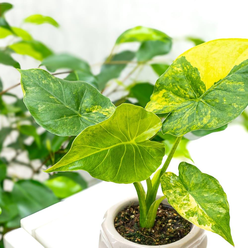 Variegated Alocasia Macrorrhiza Aurea | Rare Golden Elephant Ear