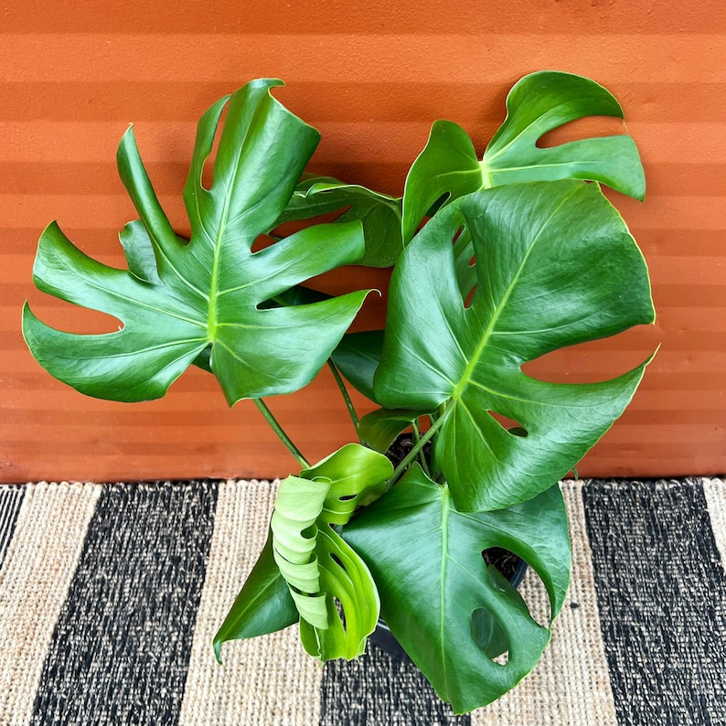 May include: A green Monstera plant with large, deeply lobed leaves. The plant is potted in a black pot and is sitting on a black and white striped rug.
