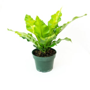 Bird's Nest Fern Asplenium nidus 6 Pot Indoor & Outdoor Live House plant Rooted Easy Care Starter Plant image 9