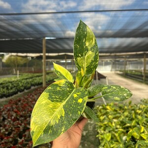 May include: A close-up of a plant with large, variegated leaves. The leaves are a mix of green and yellow, with a speckled pattern. The plant is held in a person's hand, with a greenhouse in the background.