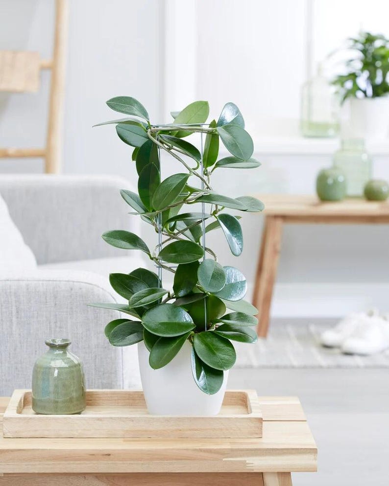TheOddFrond Hoya Australis - Thumbnail 4