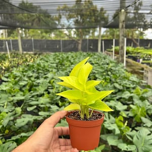 May include: A small, vibrant green plant with bright yellow-green leaves in a brown plastic pot. The plant is held in a hand, with a background of other plants and a greenhouse structure.