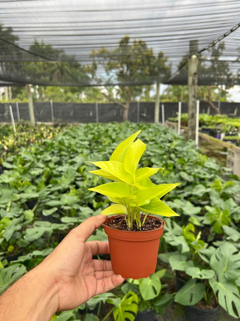 May include: A small, vibrant green plant with bright yellow-green leaves in a brown plastic pot. The plant is held in a hand, with a background of other plants and a greenhouse structure.