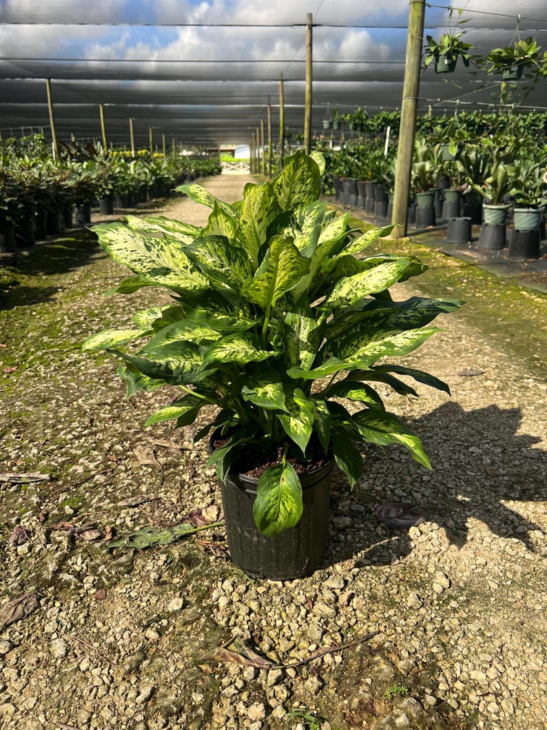 TheOddFrond Dieffenbachia Compacta - Thumbnail 5