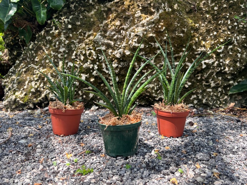 TheOddFrond Fernwood Mikado Snake Plant - Thumbnail 4