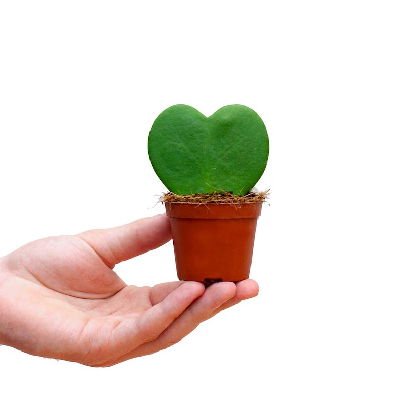 TheOddFrond Hoya Sweetheart Kerrii - Thumbnail 5