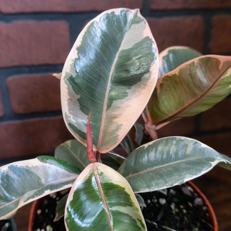 TheOddFrond Tineke Rubber Tree Plant - Thumbnail 4