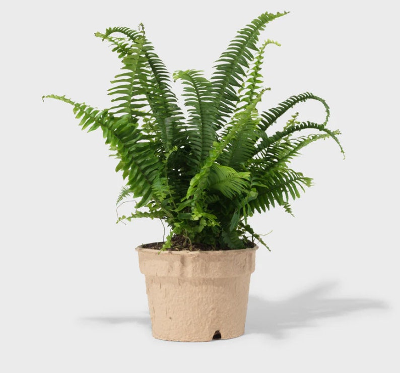 Op de afbeelding: Een groene varenplant in een bruine papieren pot. De varen heeft lange, delicate bladeren die aan de uiteinden gekruld zijn.