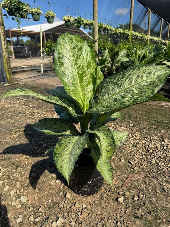 fiddle leaf fig artificial Faux Fiddle Leaf Fig Tree