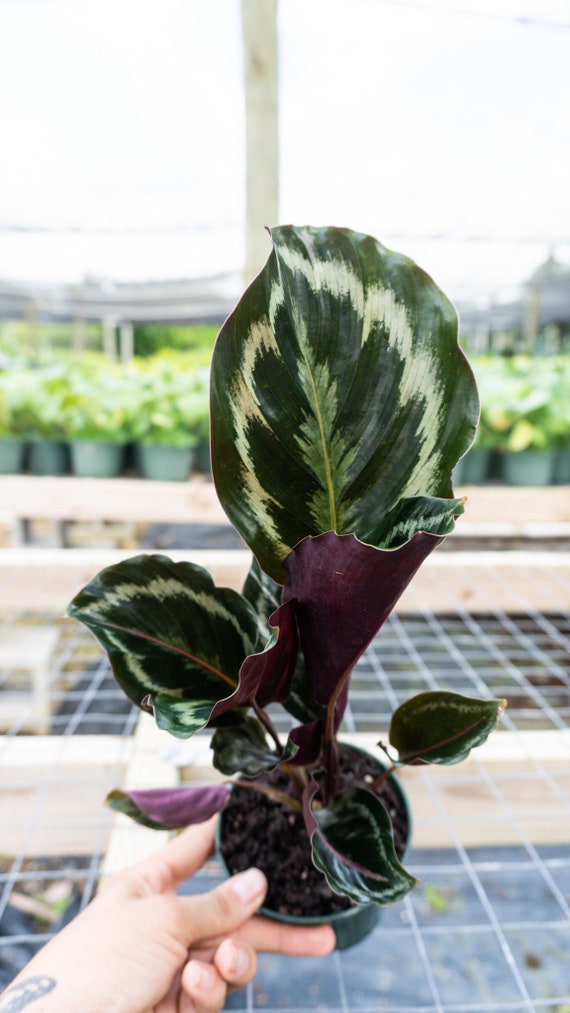 Calathea Medallion 'calathea Veitchiana' 4" Pot | Indoor & Outdoor Live  Tropical House Plant | Rooted Easy Care Starter Plant - Etsy