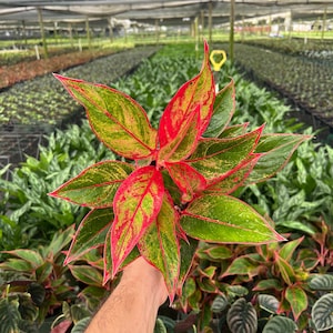 Aglaonema Golden Hope - Etsy