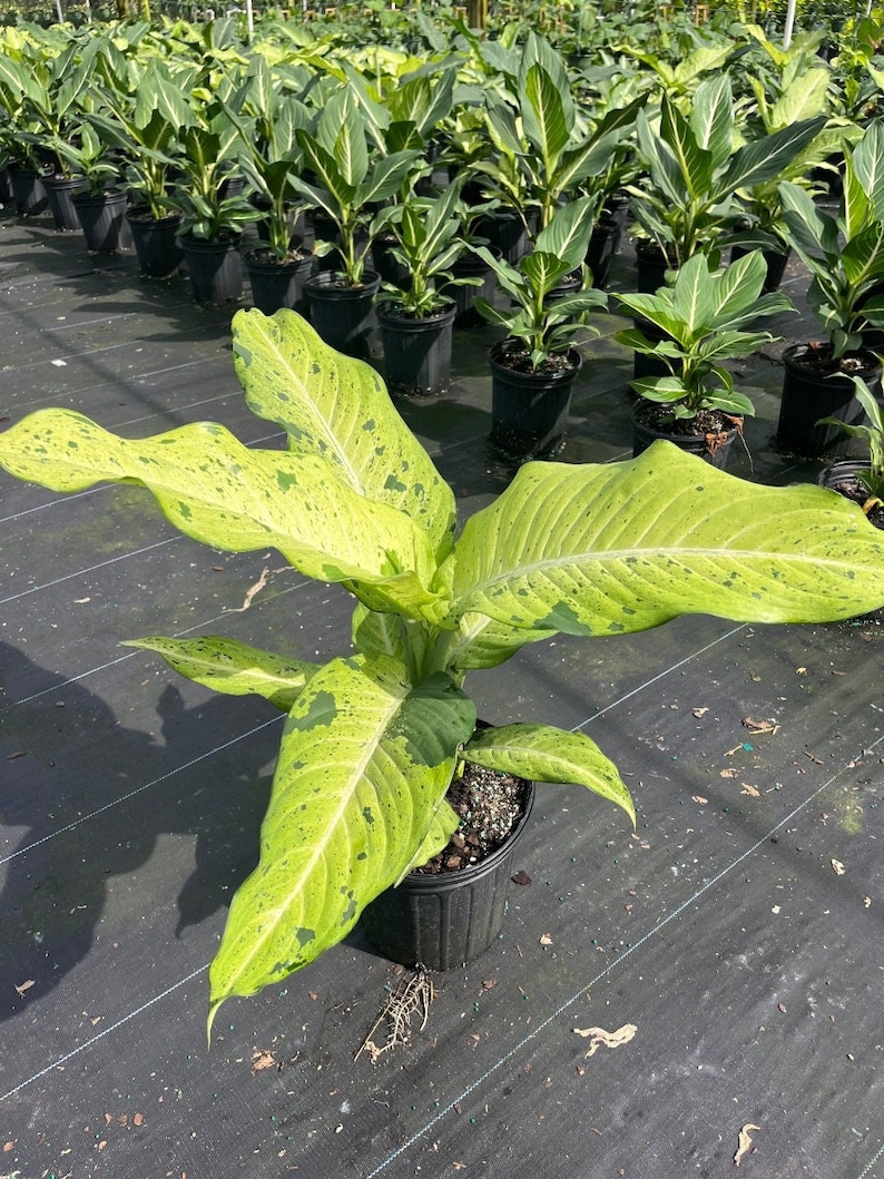 TheOddFrond Dieffenbachia