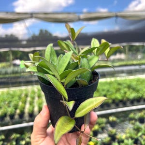 May include: A set of three ceramic mugs with a speckled, matte finish. The mugs are in shades of cream, light gray, and dark gray. Each mug has a simple, minimalist design, perfect for coffee or tea.